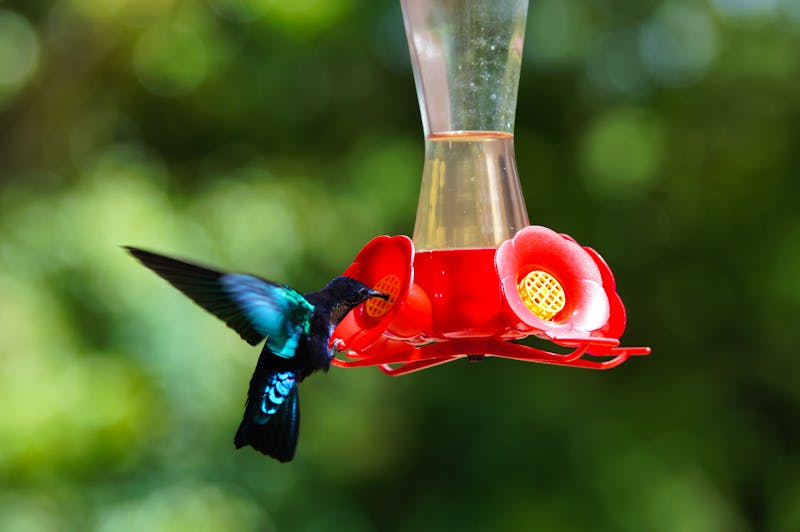 Kleiner Kolibri in den Balata-Gärten auf Martinique in der Karibik - ©©JC DRAPIER - stock.adobe.com