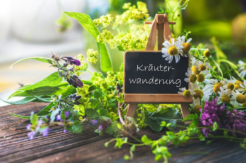 Kräuterwanderung  - ©Sonja Birkelbach - stock.adobe.com