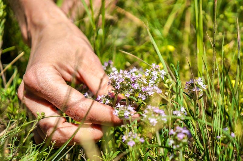 Kräuterwanderung  - ©Leart - stock.adobe.com