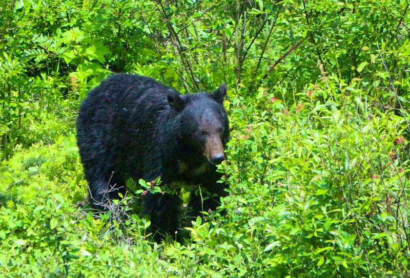 Schwarzbär im Mount Robson Park - ©Eberhardt TRAVEL - Kristin Weigel