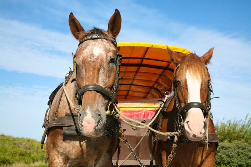 Pferdekutsche -  Ausfahrt mit dem Planwagen - ©©Schiddrigkeit - stock.adobe.com