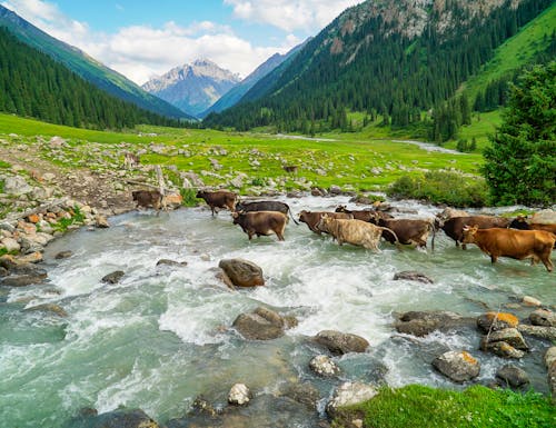 Kuhherde im Altyn Arashan Tal in Kirgistan – © Wit.Siri - stock.adobe.com