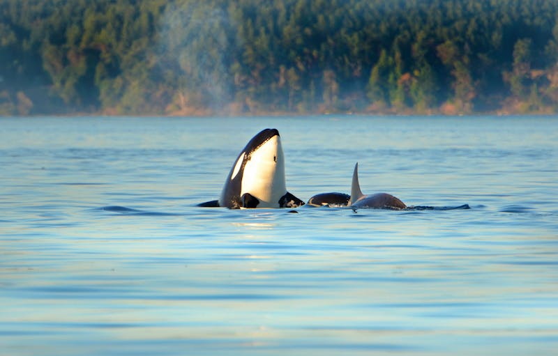 Orca - Walbeobachtung - ©birdiegal - stock.adobe.com