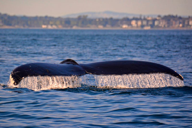 Walbeobachtung bei Vancouver Island - ©Rachael Griffin - Adobe Stock