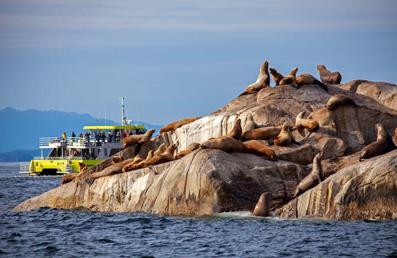 Bootstour bei Victoria - Robbeninsel - ©AshleyBelle - stock.adobe.com