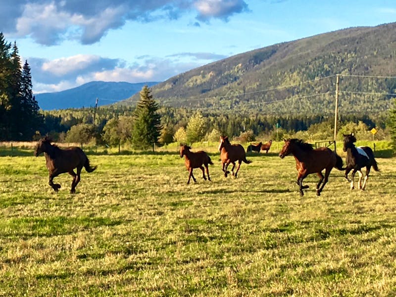 Pferde auf der Hat Creek Ranch - ©Eberhardt TRAVEL - Elisabeth Fox-Maerki