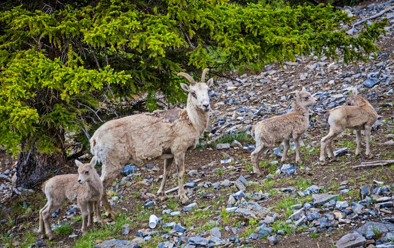 Bergziegen im Banff-Nationalpark - ©chrisdonaldsonmedia - stock.adobe.com