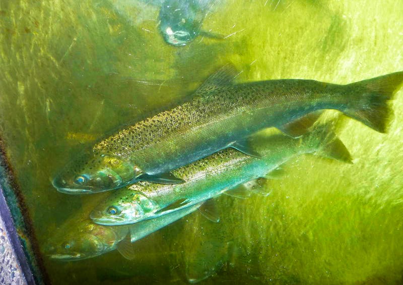 Lachse am Capilano River bei Vancouver - ©Eberhardt TRAVEL - Elisabeth Fox-Maerki