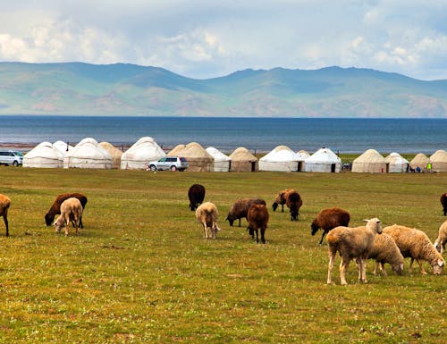 Jurtencamp am Son Kul See in Kirgistan – © Daniel Prudek - stock.adobe.com