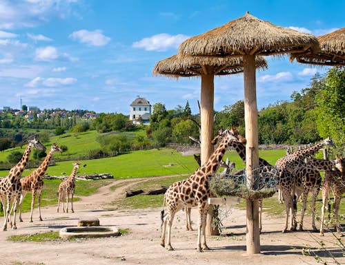 Im Prager Zoo – © ?. ?. - stock.adobe.com