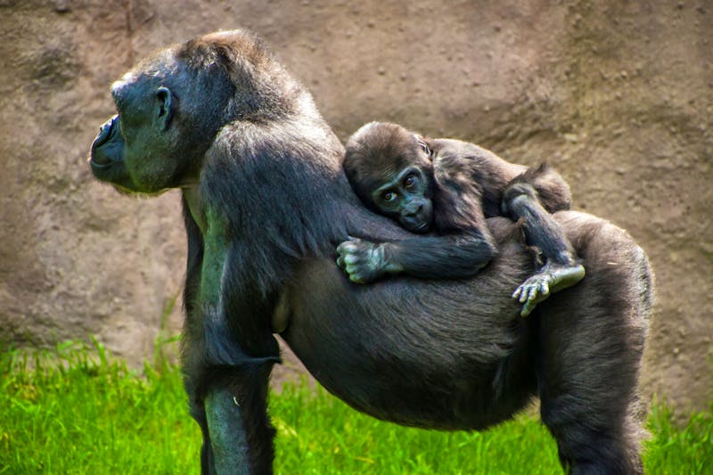 Im Prager Zoo - ©Matyas Rehak - stock.adobe.com