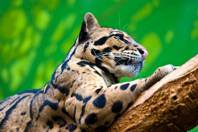Im Prager Zoo - ©kaprikfoto - stock.adobe.com