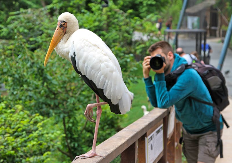 Im Prager Zoo - ©michaklootwijk - stock.adobe.com