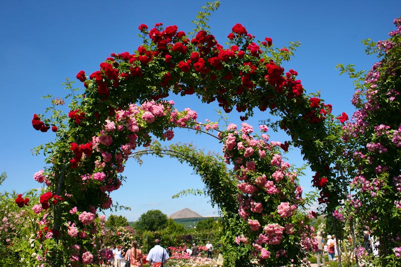 Europa-Rosarium Sangerhausen - ©Rosenstadt Sangerhausen GmbH