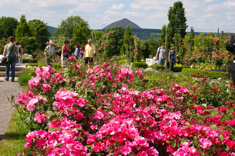 Europa-Rosarium Sangerhausen - ©Rosenstadt Sangerhausen GmbH