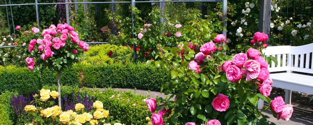 Europa-Rosarium Sangerhausen – © Rosenstadt Sangerhausen GmbH