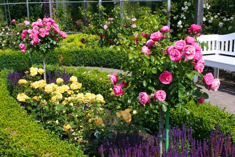 Europa-Rosarium Sangerhausen - ©Rosenstadt Sangerhausen GmbH
