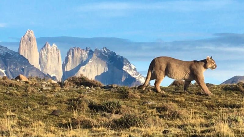 Puma im Torres del Paine - ©Jose Manuel Higuera Rojas