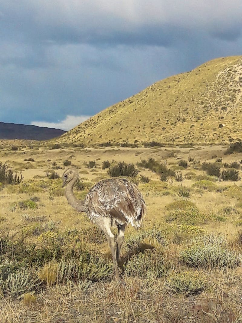 Strauß im Nationalpark Torres del Paine - ©Sylvia Sann
