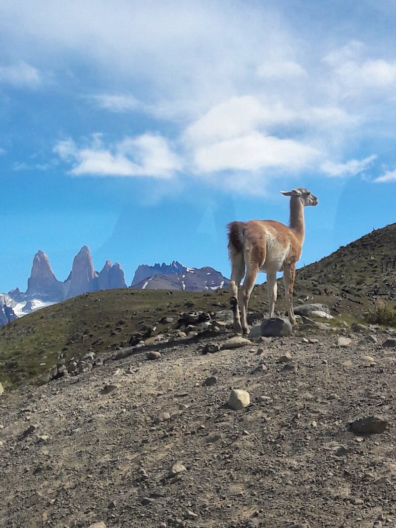 Guanako im Nationalpark Torres del Paine - ©Sylvia Sann