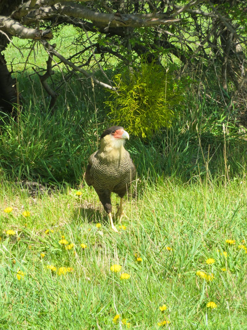 Karakara im Nationalpark Torres del Paine - ©Sylvia Sann