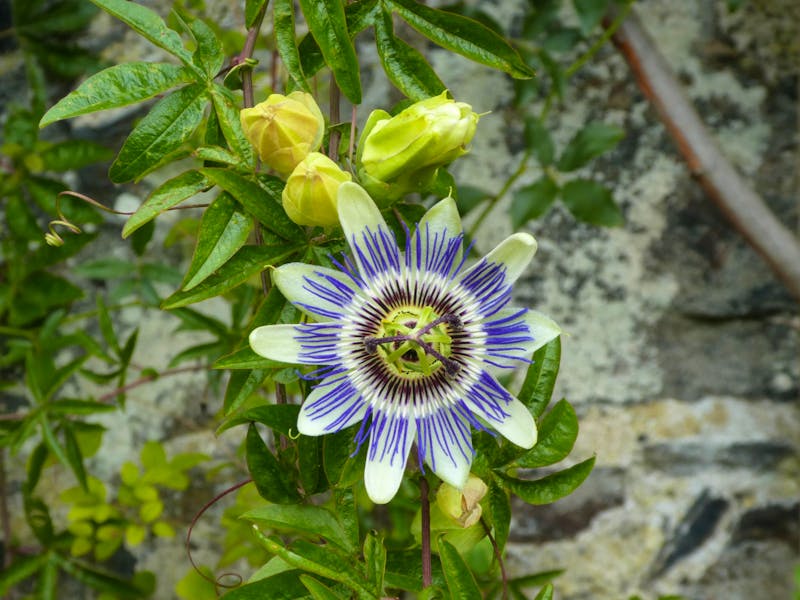Passionsblume im Garten La Seigneurie auf Sark - ©Eberhardt TRAVEL - Ria Heilmann