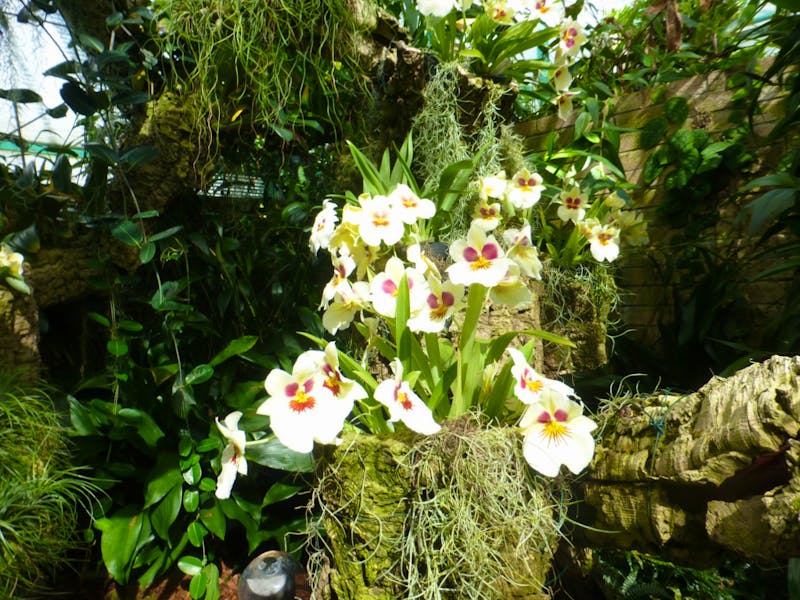 Eric Young Orchid Foundation auf Jersey - ©Kristin Weigel - Eberhardt TRAVEL