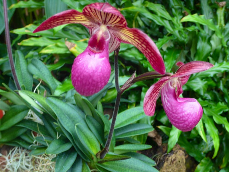 Orchideen - ©Eberhardt TRAVEL - Philipp Schmitz