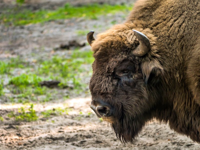 Wisent im Nationalpark Wolin an der polnischen Ostsee - ©©Roman Milert - stock.adobe.com