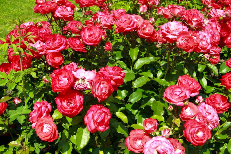 Königin der Blumen - die Rose - ©Klaus Nowottnick - stock.adobe.com
