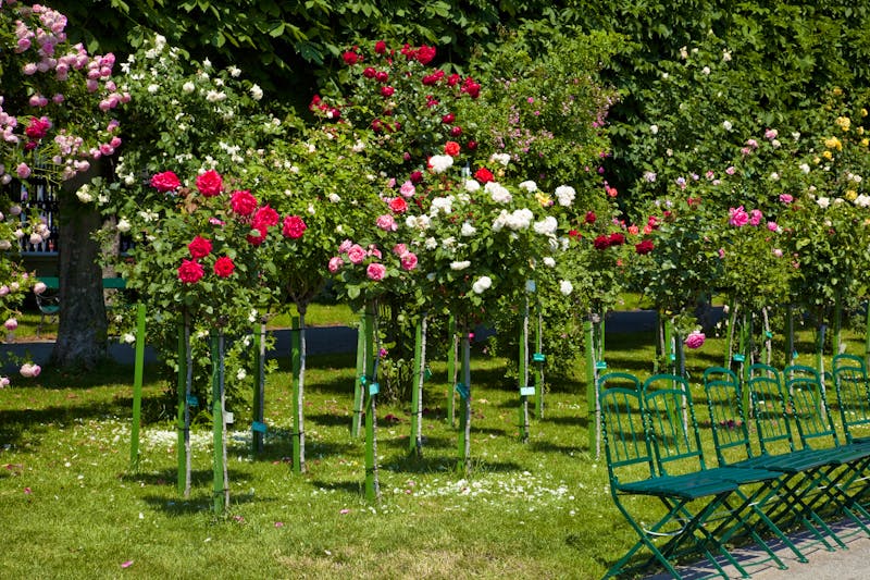 Königin der Blumen - die Rose - ©san724 - stock.adobe.com