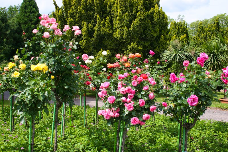 Europa-Rosarium Sangerhausen - ©Rosenstadt Sangerhausen GmbH