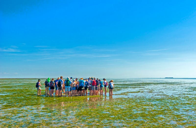Wattwanderung an der Nordsee - ©Frank Günther - Adobe Stock