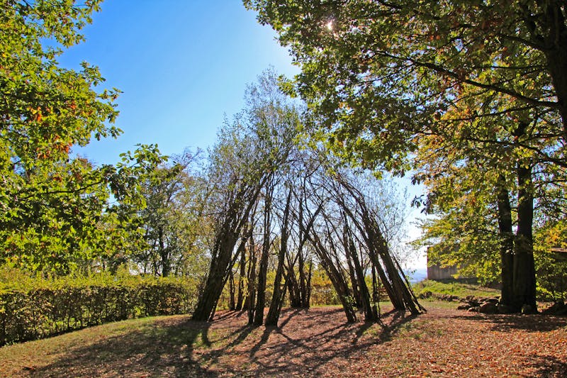 Weidendom auf dem Litermont Gipfel im Saarland - ©©Sascha Scheuermann - stock.adobe.com