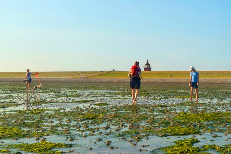 Wattwanderung bei Dagebüll an der Nordsee - ©Frank Günther - Adobe Stock