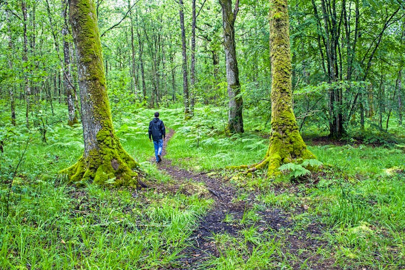 Wanderung im Wald von Broceliande - ©jessicahyde - stock.adobe.com