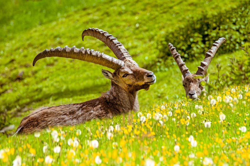 Steinböcke in den Allgäuer Alpen - ©©Dozey - stock.adobe.com