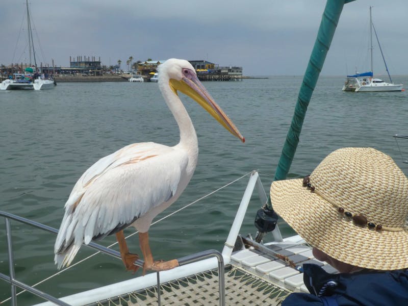 Bootsfahrt in der Lagune Walvis Bay - ©Eberhardt TRAVEL GmbH - Annett Müller