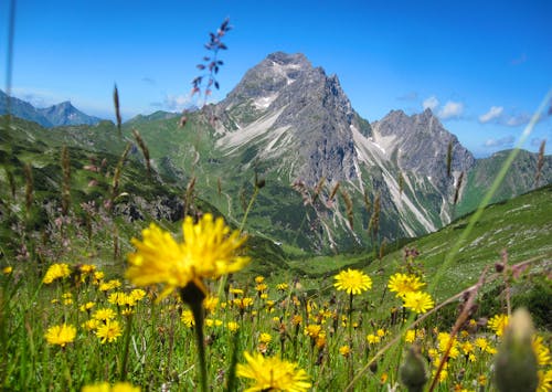 Widderstein in den Allgäuer Alpen &ndash; &copy; ©Kathrin - stock.adobe.com
