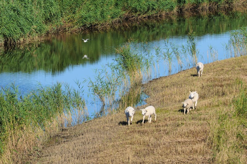 Insel Sylt - Schafe im Rantumer Becken - ©Wabner-Andrea - stock.adobe.com