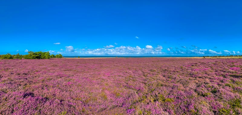 Insel Sylt - Braderuper Heide - ©foto-select - stock.adobe.com