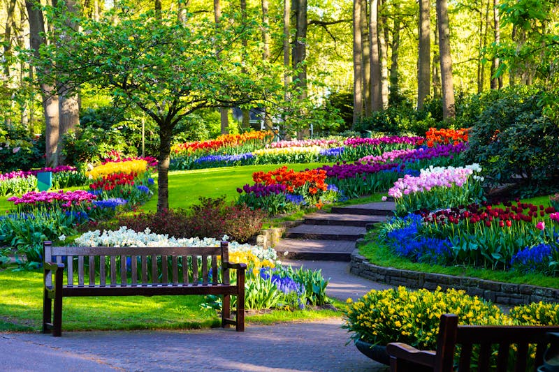 Tulpenpracht im Keukenhof in Holland - ©rois010 - stock.adobe.com
