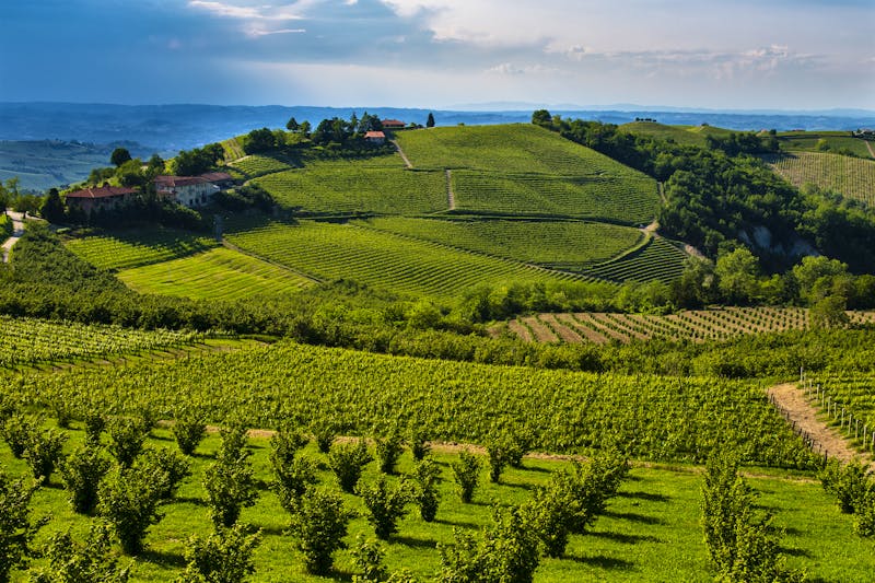 Weinbau im Piemont - ©Maurizio Milanesio - stock.adobe.com