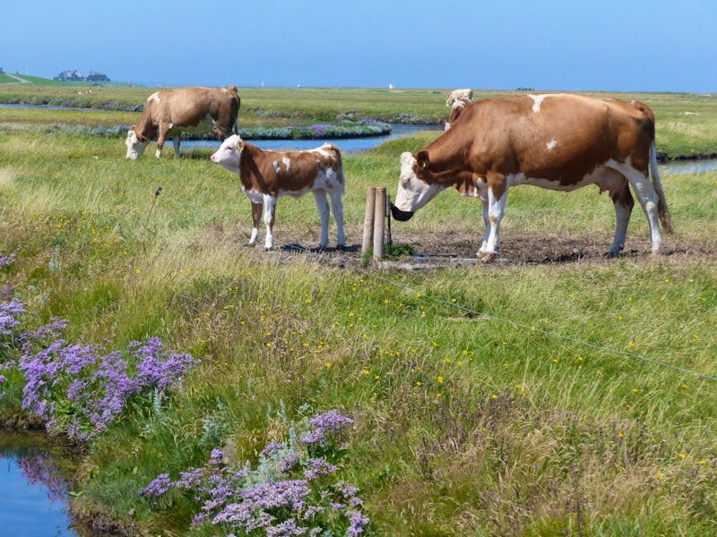 Kühe in der Salzwiesenlandschaft an der Nordsee - ©Eberhardt TRAVEL - Margret van Blokland