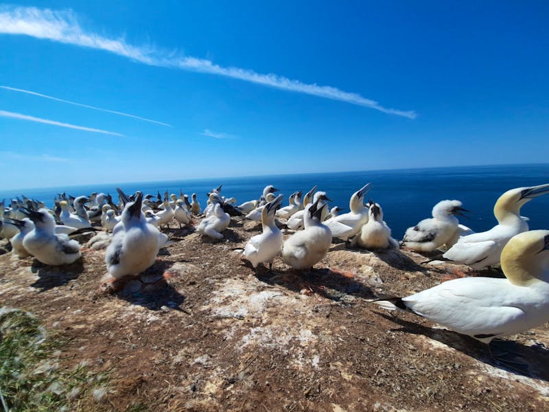 Basstölpel auf Helgoland  - ©Eberhardt TRAVEL - Franziska Bergmann
