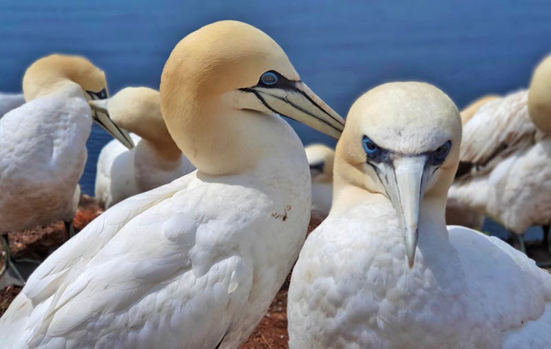 Basstölpel auf Helgoland  - ©Eberhardt TRAVEL - Marlies Thrum