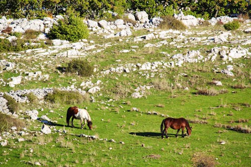 Pferde im Biokovo Naturpark in Kroatien &ndash; &copy; ©nastyakamysheva - stock.adobe.com