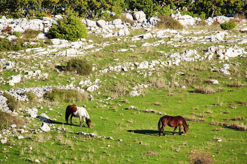 Pferde im Biokovo Naturpark in Kroatien - ©©nastyakamysheva - stock.adobe.com