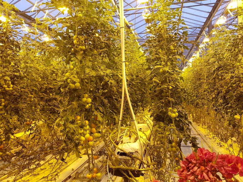 Island - Tomatenanbau in Fridheimar - ©Eberhardt TRAVEL GmbH - Ria Heilmann