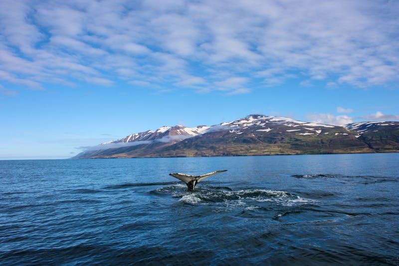 Walfisch bei Dalvik - ©rutkowskii - stock.adobe.com